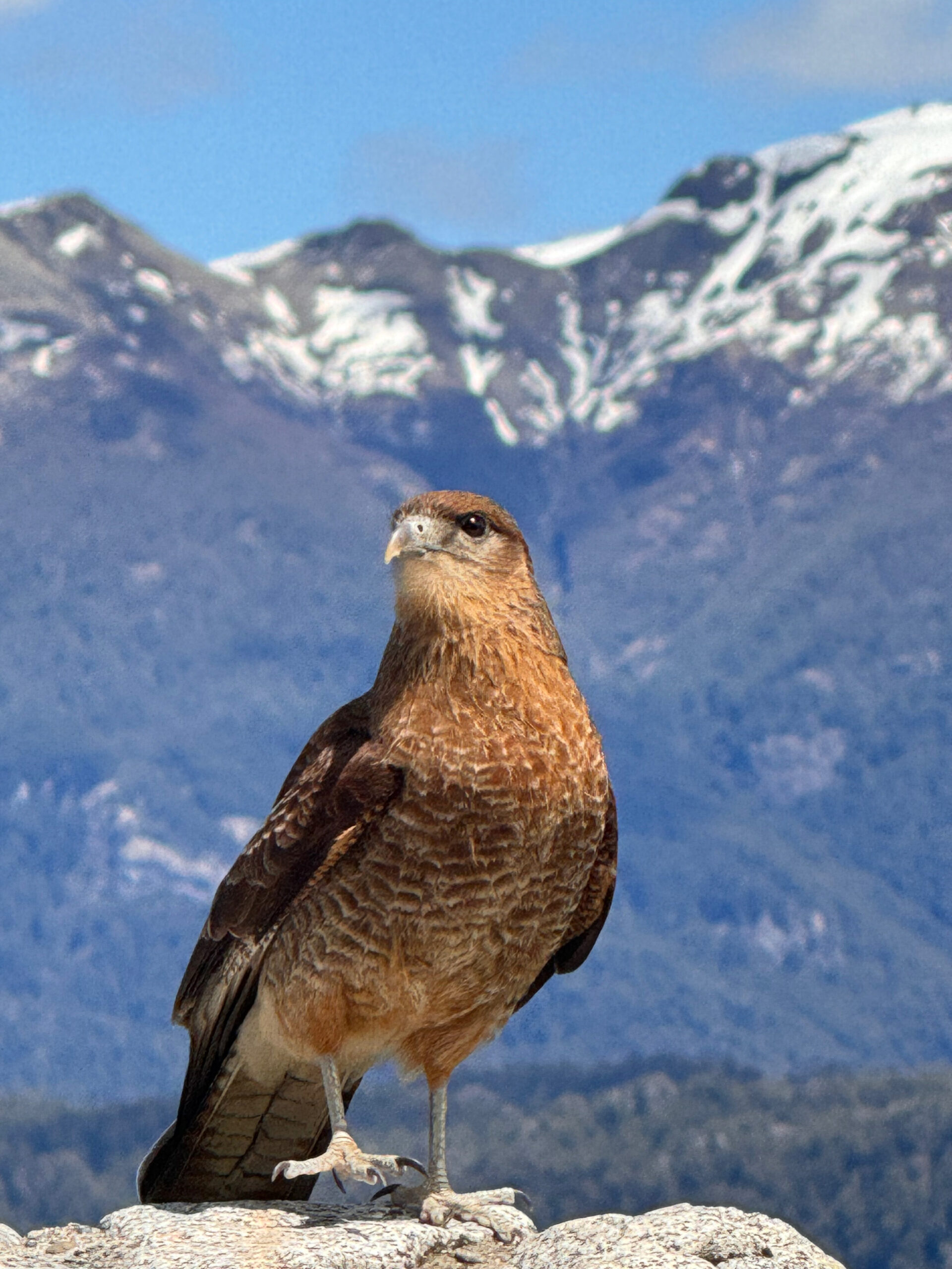 Tour Lagos Andinos UpSerra — Vulcão Osorno