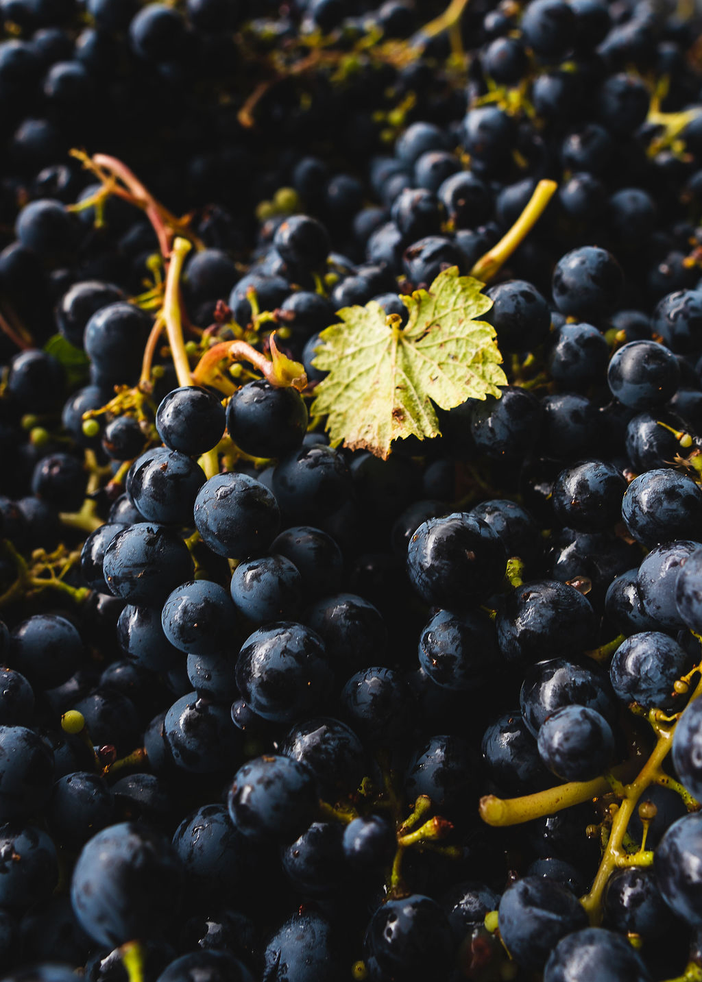 Tour Mendoza UpSerra — vinhedo Malbec