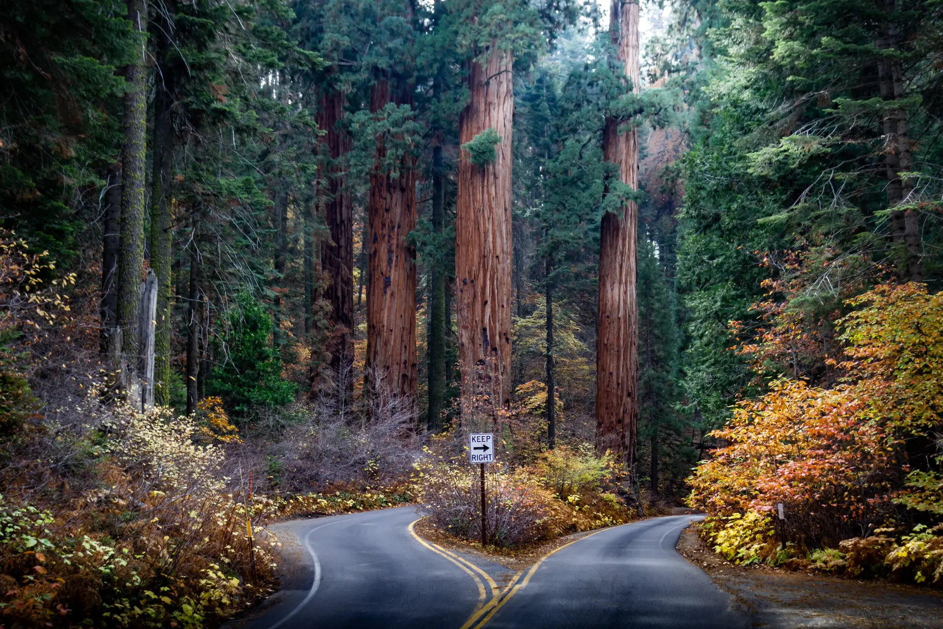Tour Route 66 UpSerra — Sequoia divided road autumn