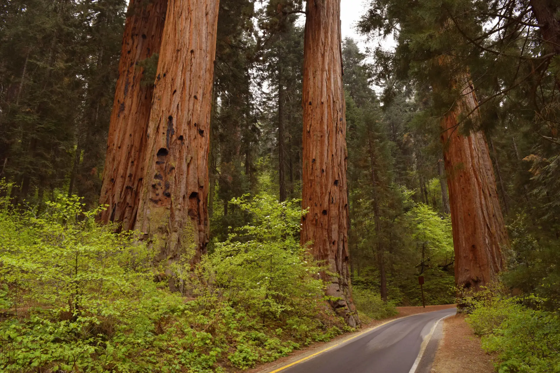 Tour Route 66 UpSerra — Sequoia National Park