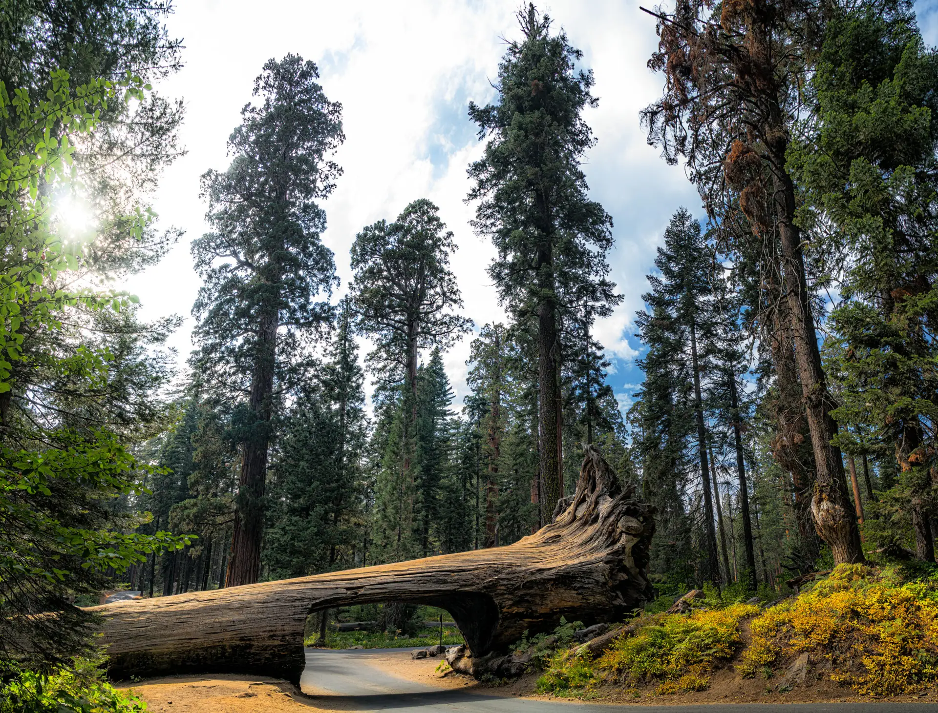 Tour Route 66 UpSerra — Tunnel Log Crescent Meadow