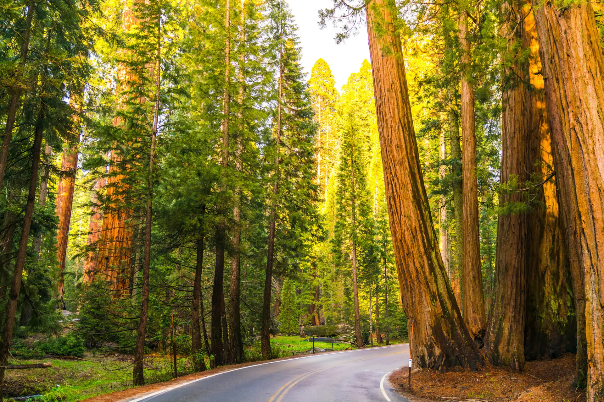 Tour Route 66 UpSerra — Sequoia road