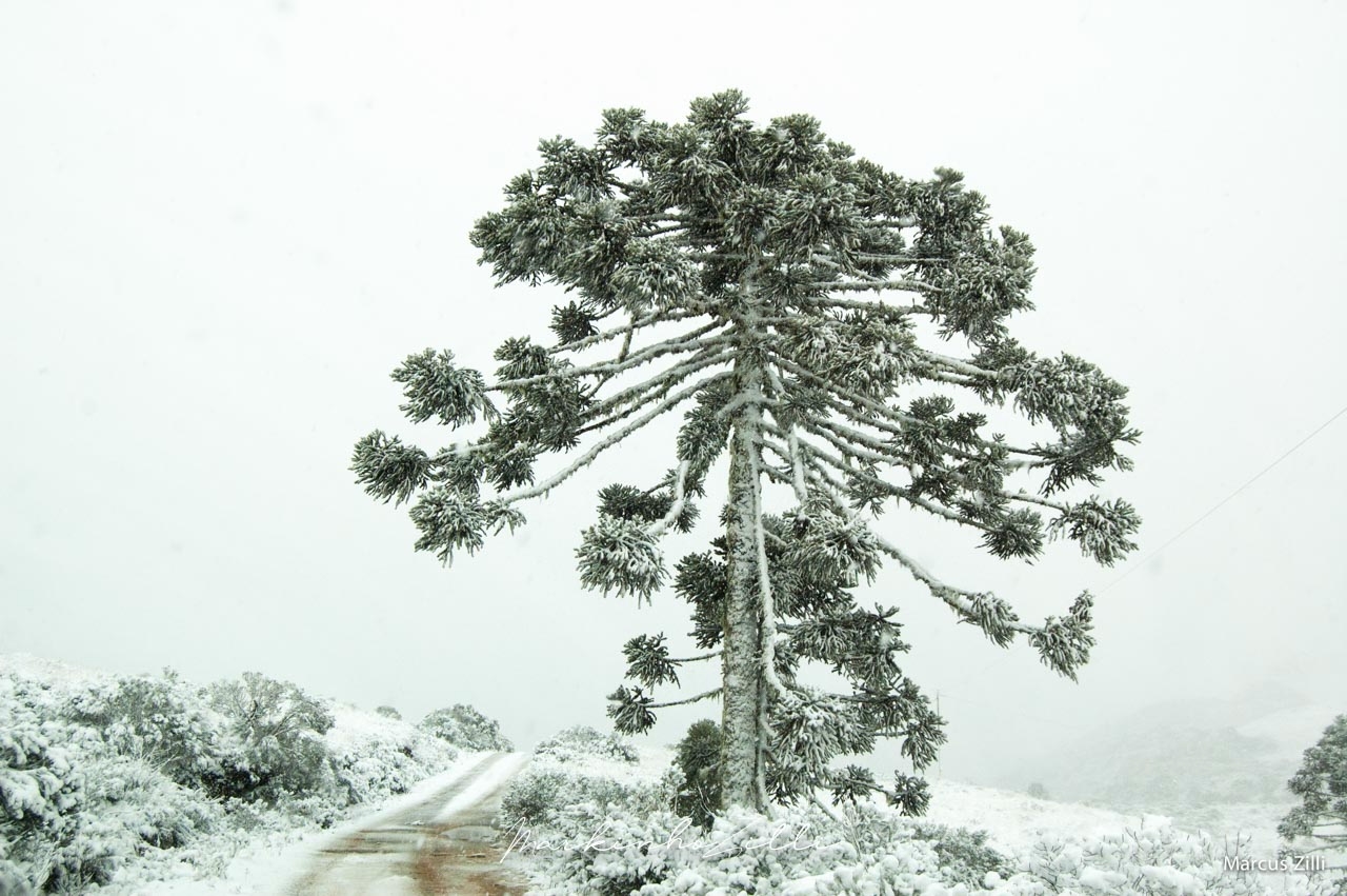 Manhã com neve em Urubici - Serra Catarinense em julho