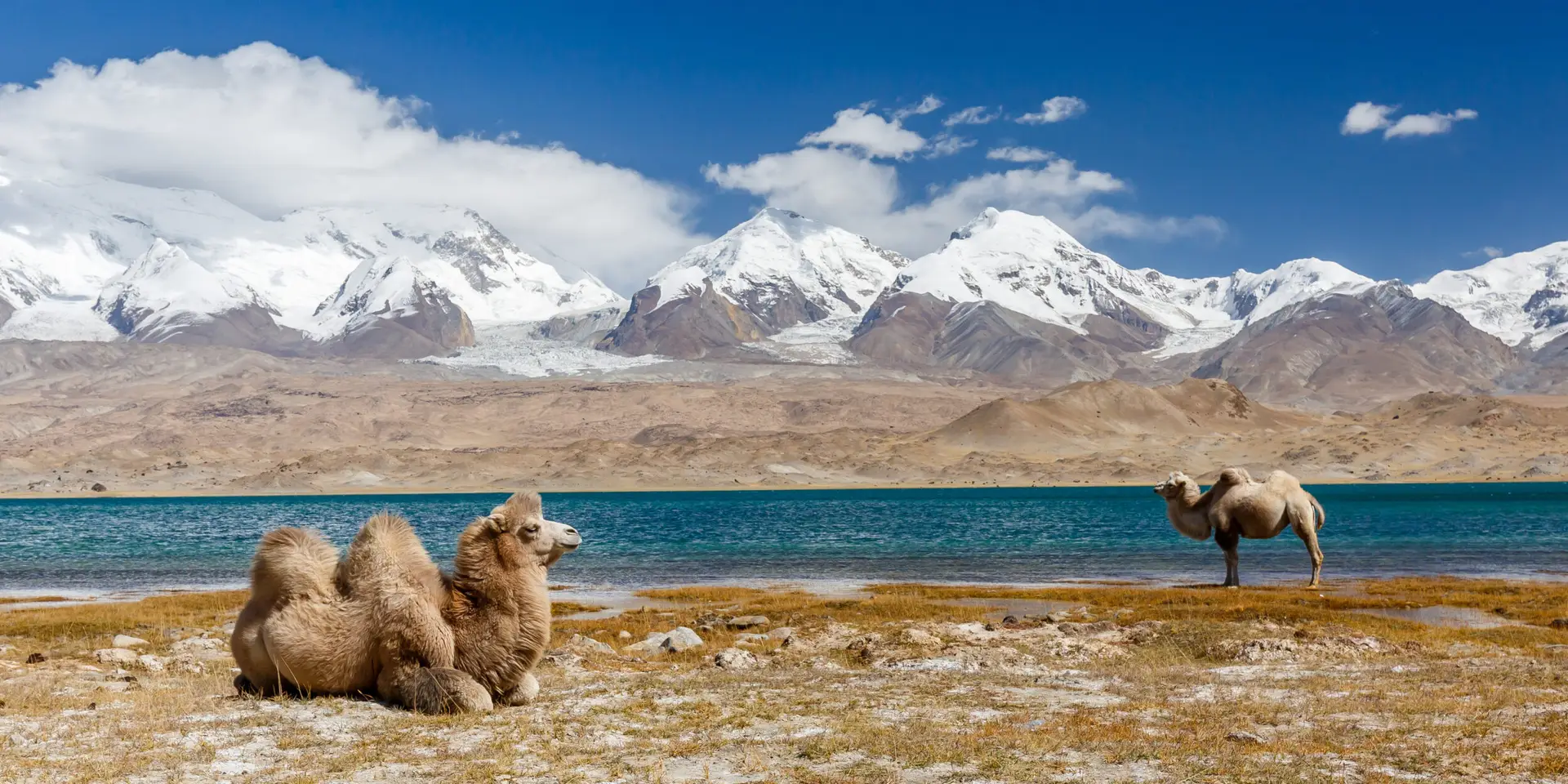 Camelos as margens de um lago na Asia Central