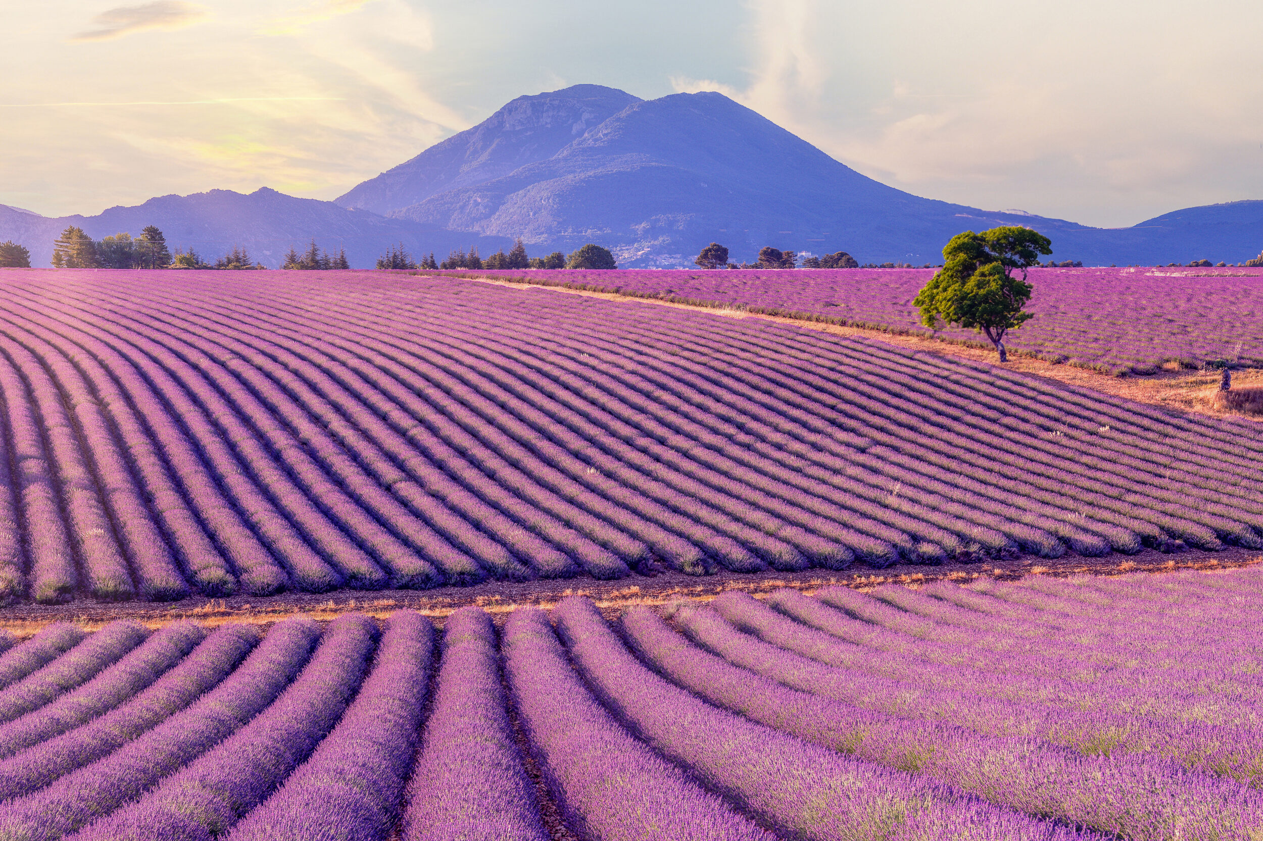 Campos de lavanda na Provence — Tour França Alpina & Provence UpSerra Mototurismo
