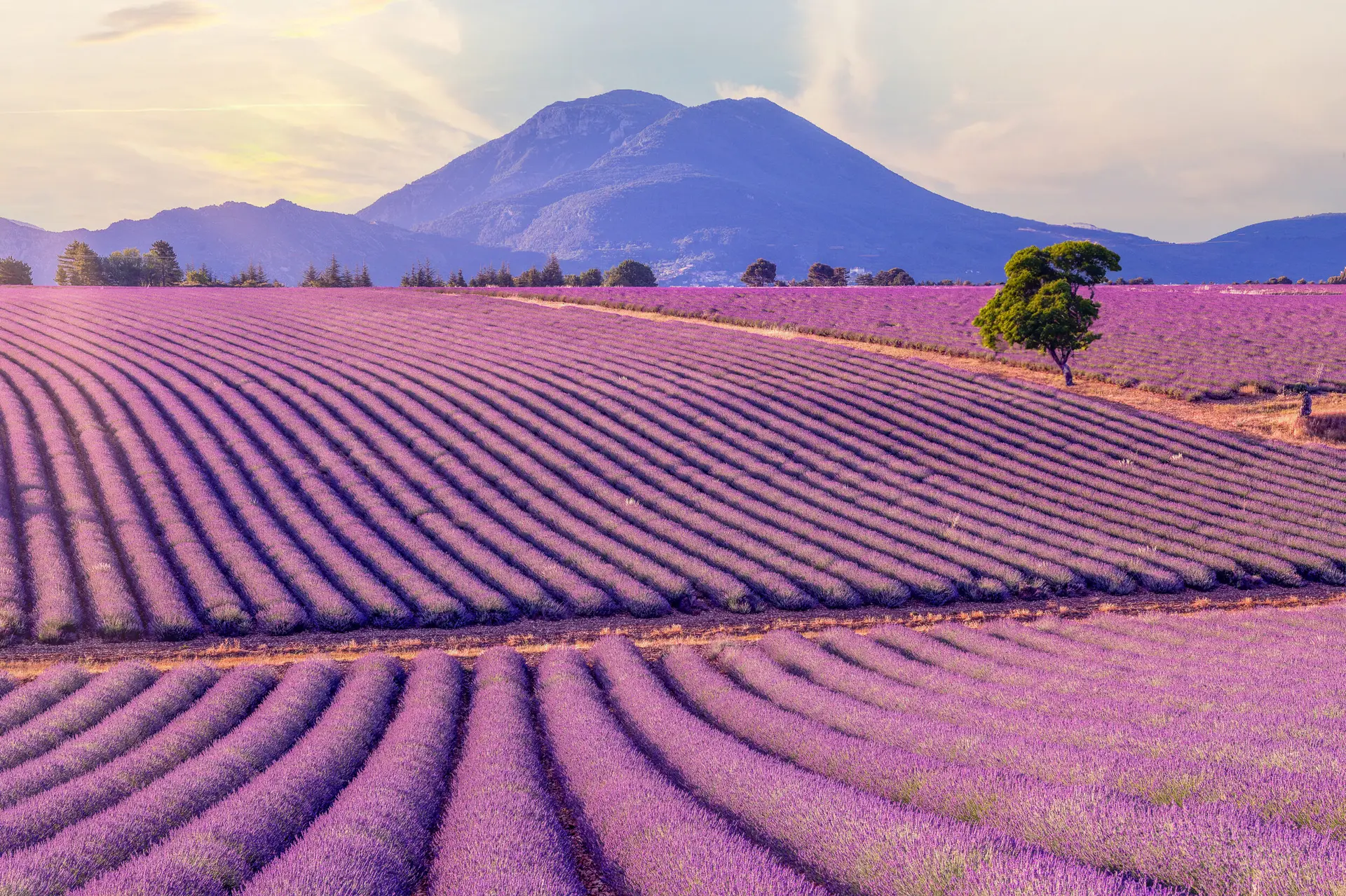 Plateau de Valensole lavanda — Tour França Alpina UpSerra