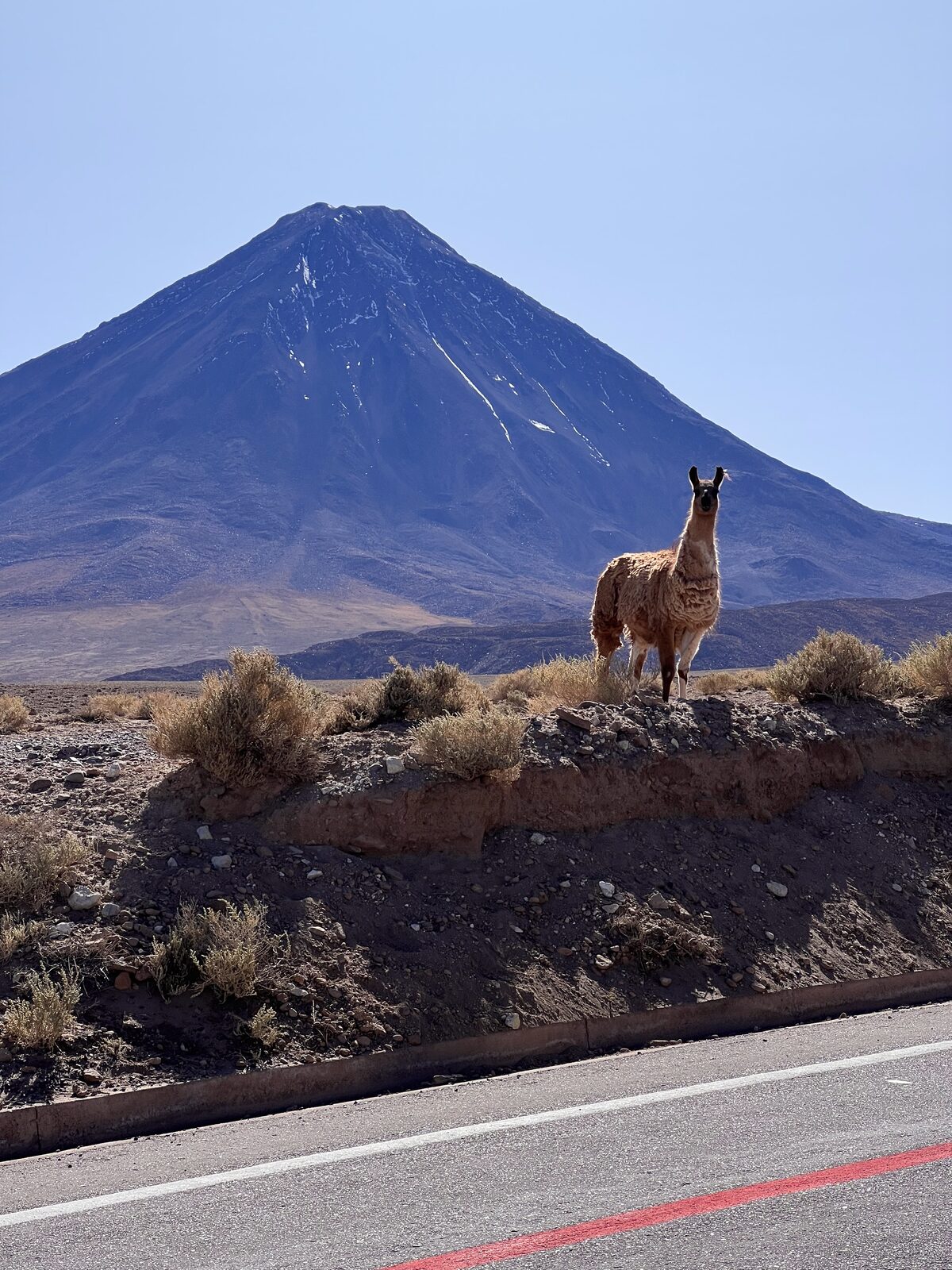 Lhama em frente ao vulcao Licancabur, San Pedro de Atacama