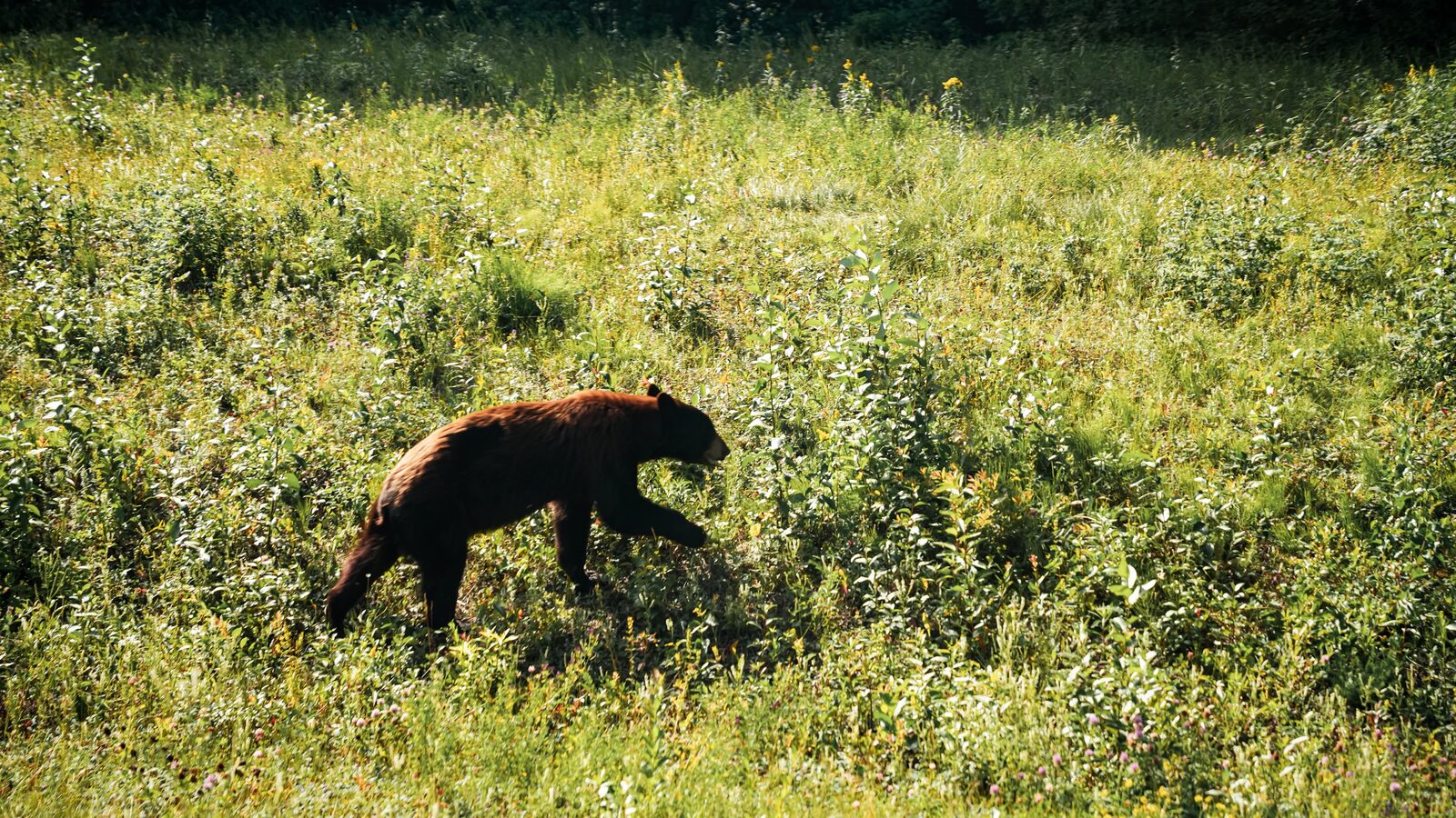 Urso caminhando na vegetação às margens da Alaska Highway
