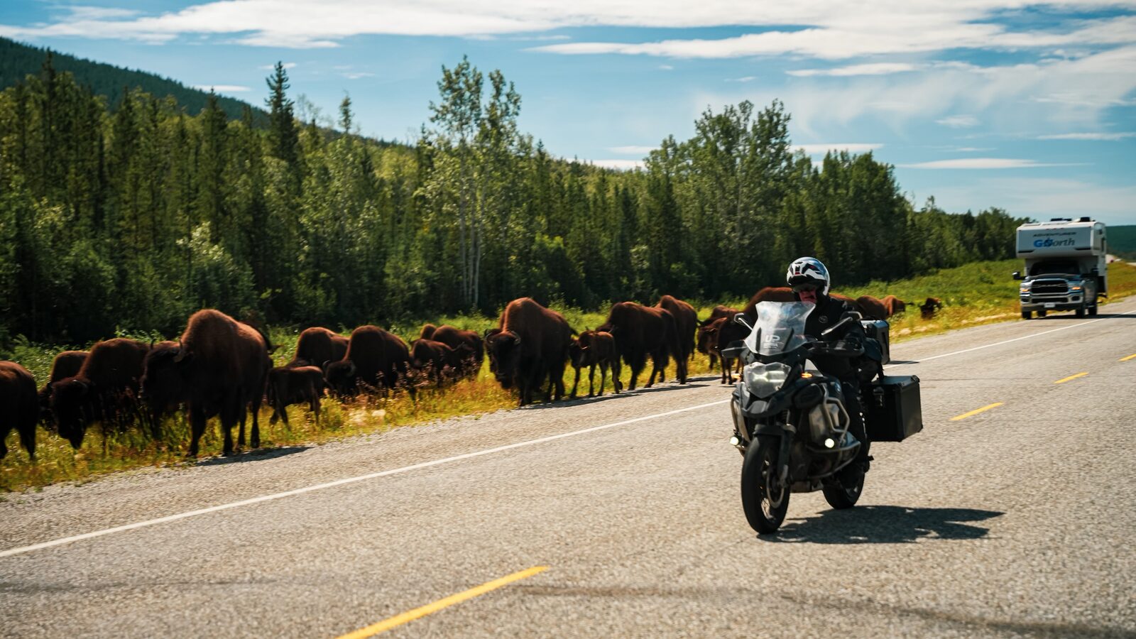Moto passando por um grupo de bisões à beira da Alaska Highway